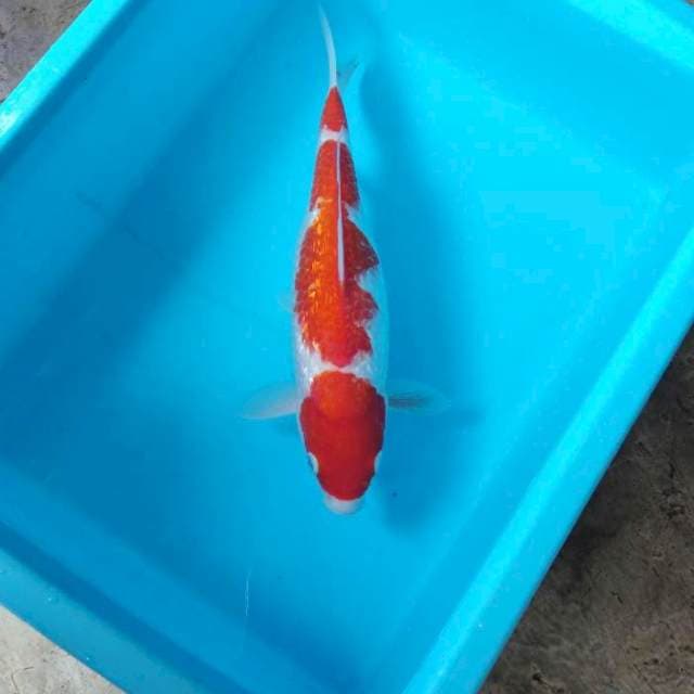NJK - GIN RIN KOHAKU
