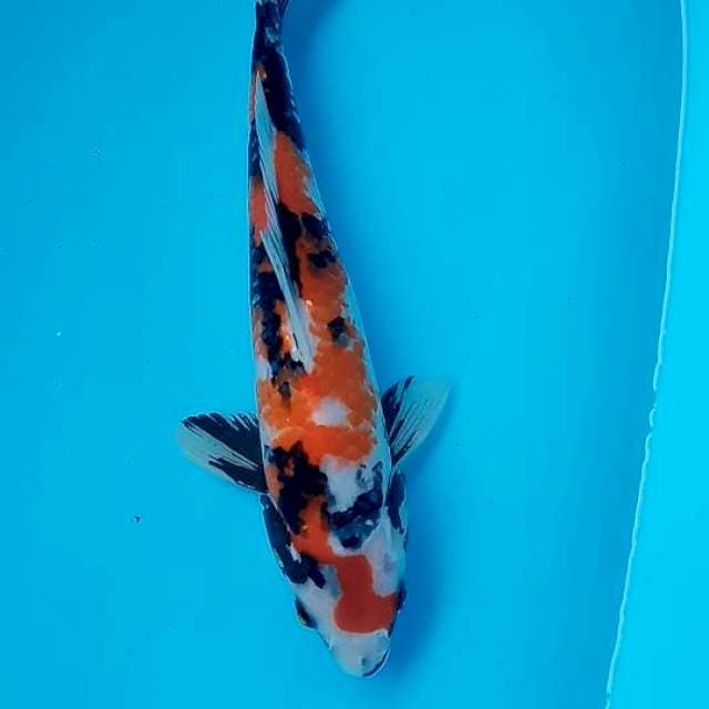 Showa 28cm