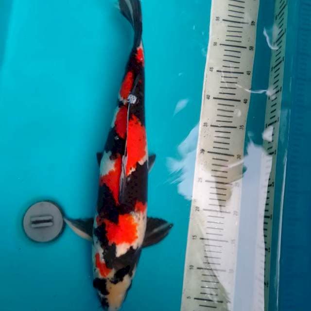 Showa pejantan tangguh, 49 cm