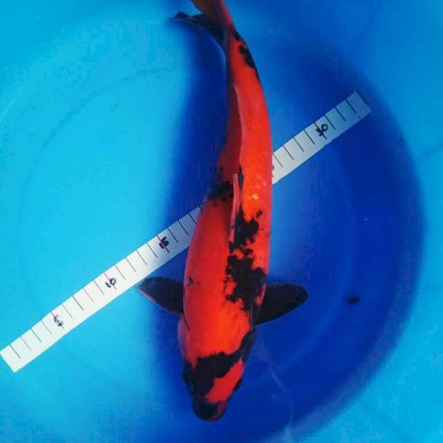 Hiu 33cm male