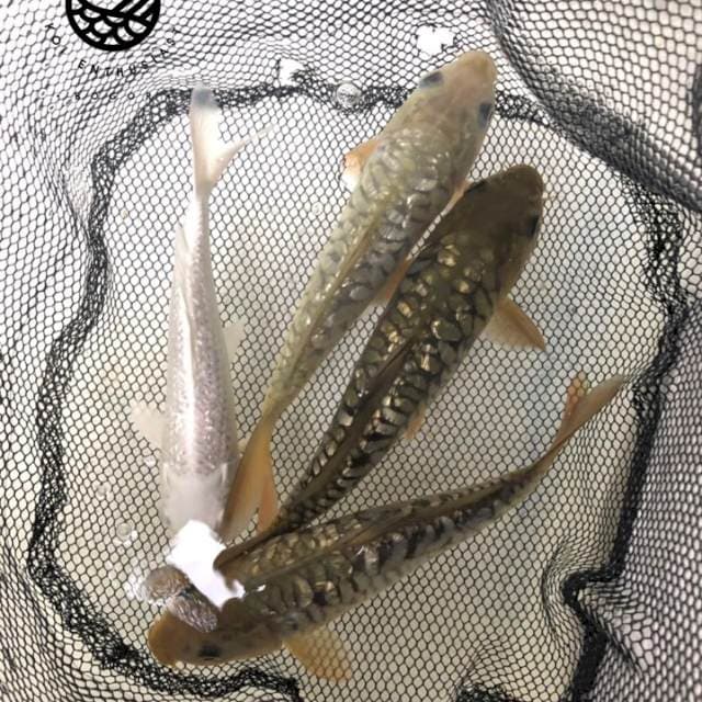 Chagoi Aragoke Ginrin Plus Platinum