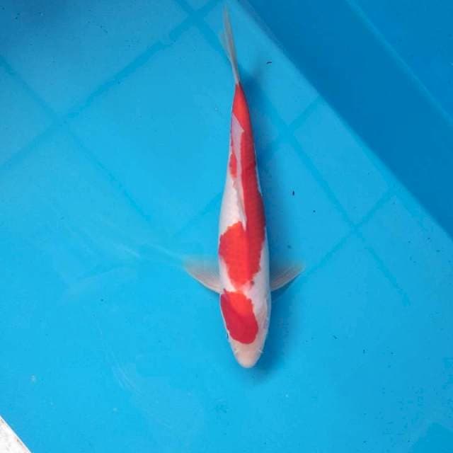 Kohaku merah merona 27cm