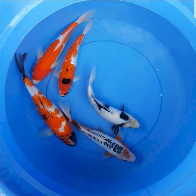 Mix 25-30 cm