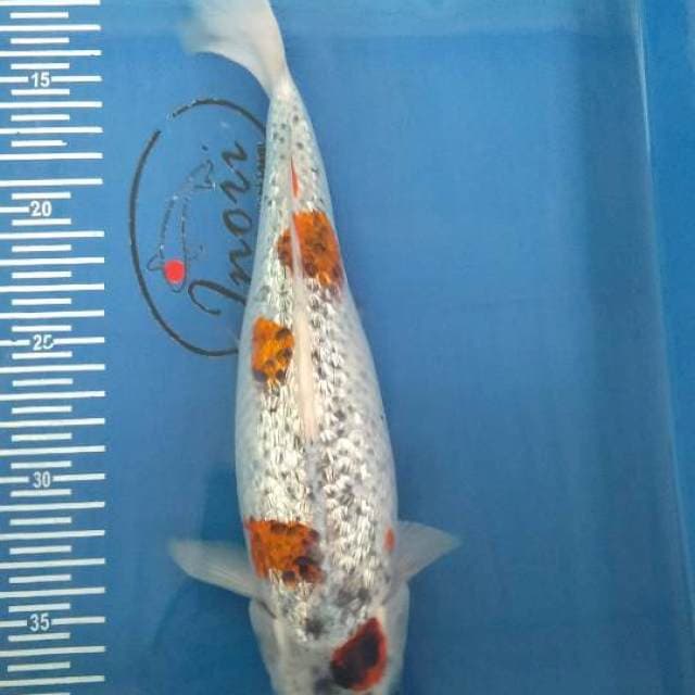 # ghosiki gindrin 3cm#