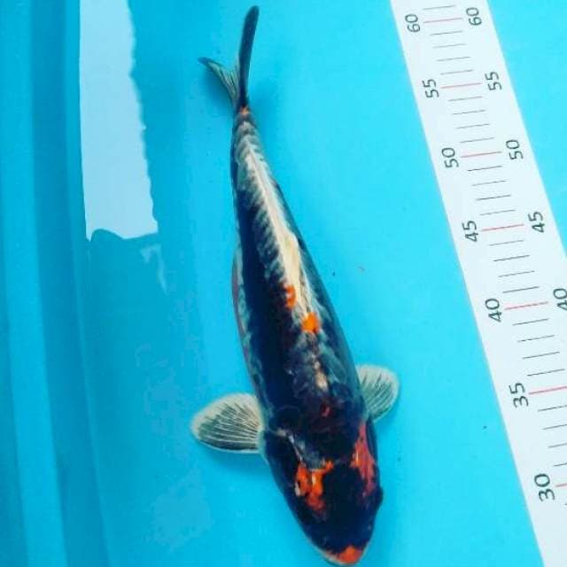 Kiko 30cm