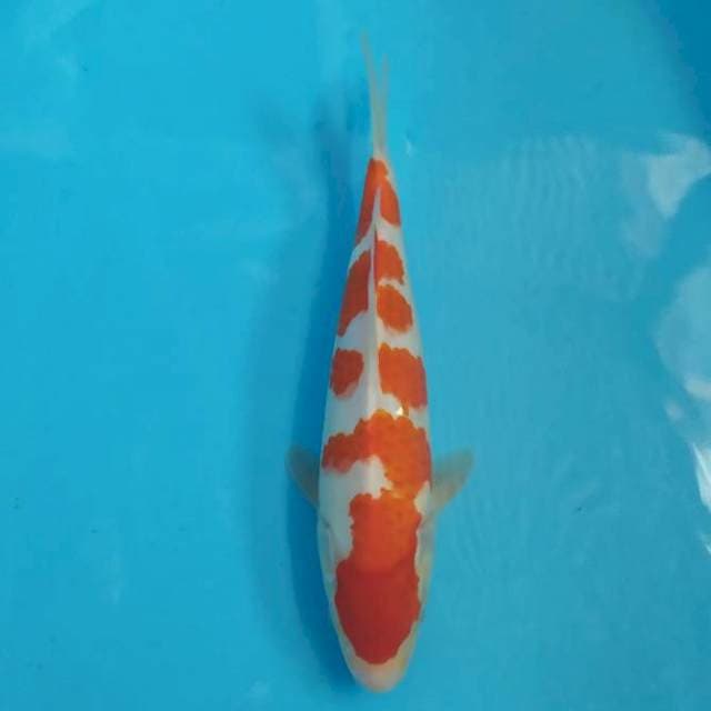 Kohaku 30 bu