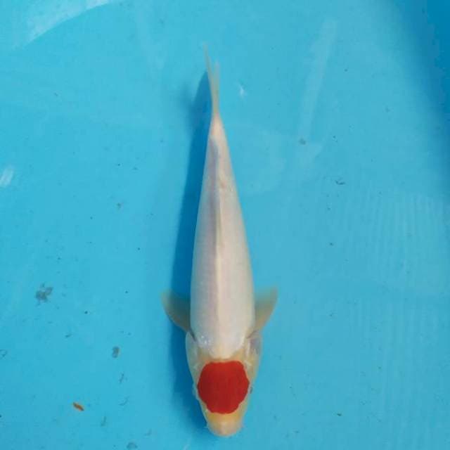 Tancho 25 bu