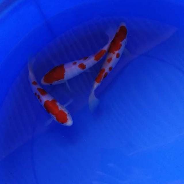 Three Of King - Paket Mini Kohaku HQ