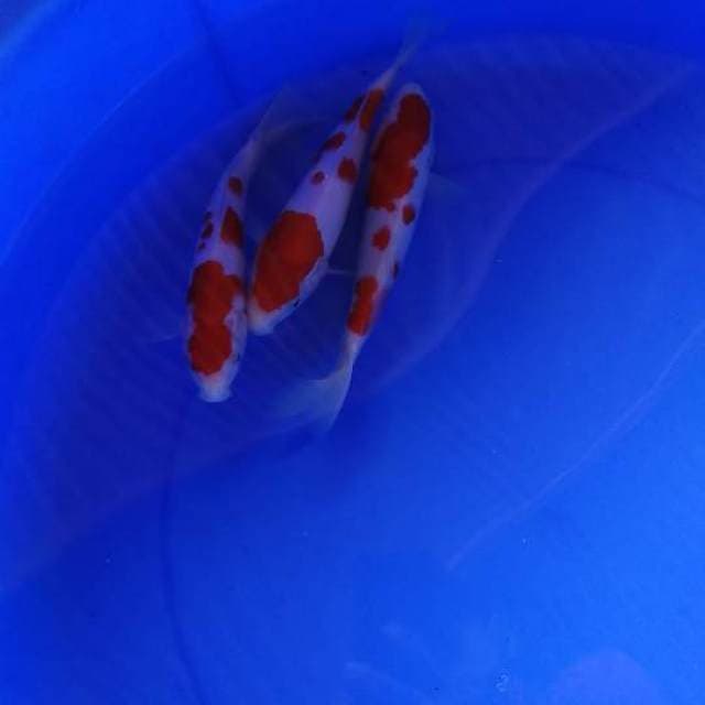 Three Of King - Paket Mini Kohaku HQ