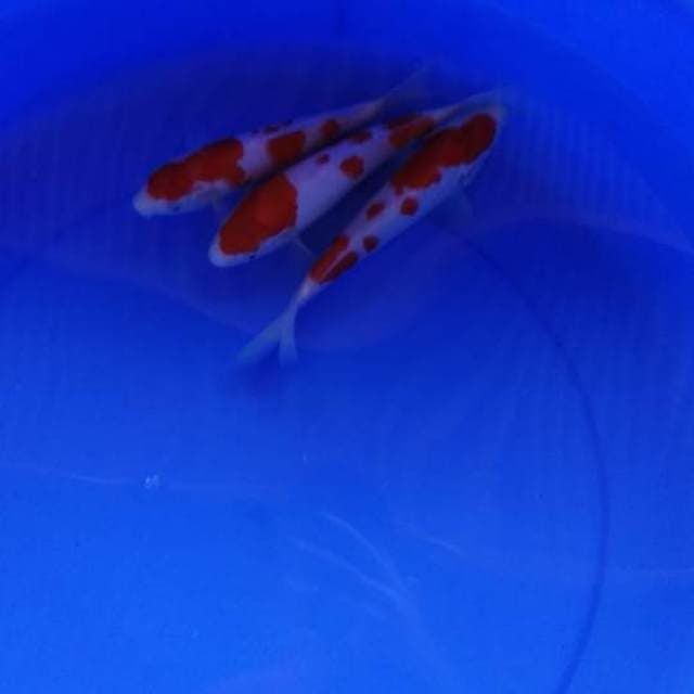 Three Of King - Paket Mini Kohaku HQ