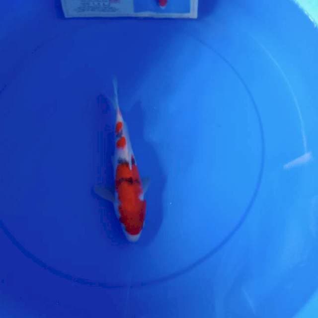 Sanke import serti marusei