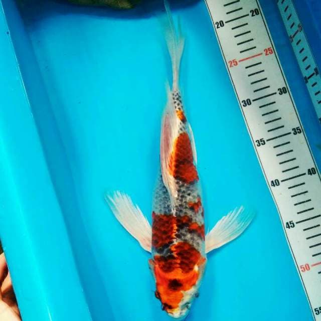 Dragonfly Quality Bakat Jumbo