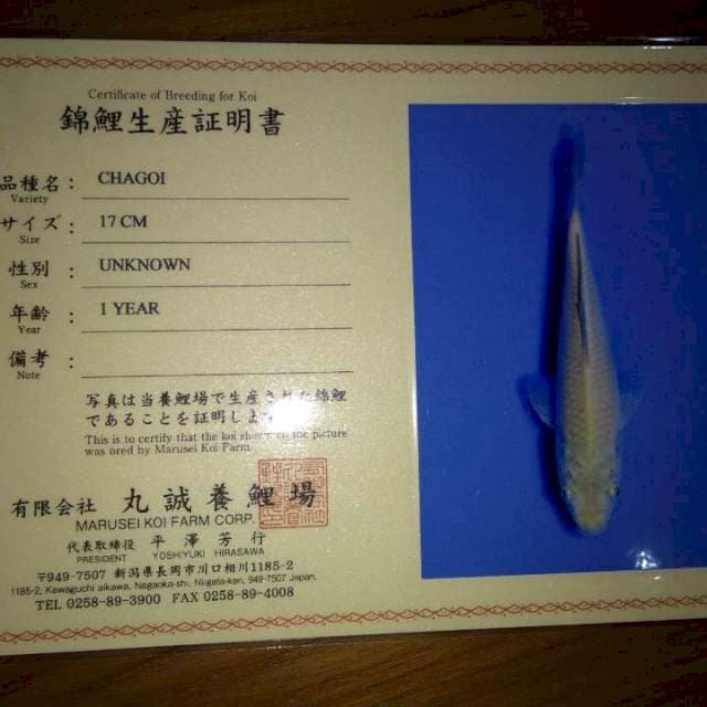 Chagoi 17cm (Marusei). Import dan Sertifikat