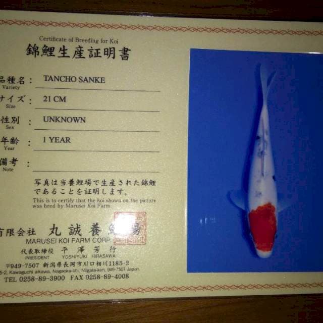 Tancho Sanke 21cm (Marusei). Import dan Sertifikat