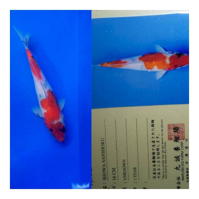Showa import marusei