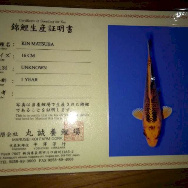 Kin Matsuba 16cm (Marusei). Import dan Sertifikat