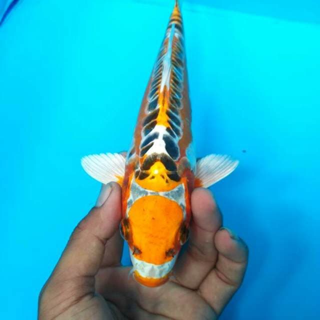 Obito - maruten kujaku doitsu 25 cm