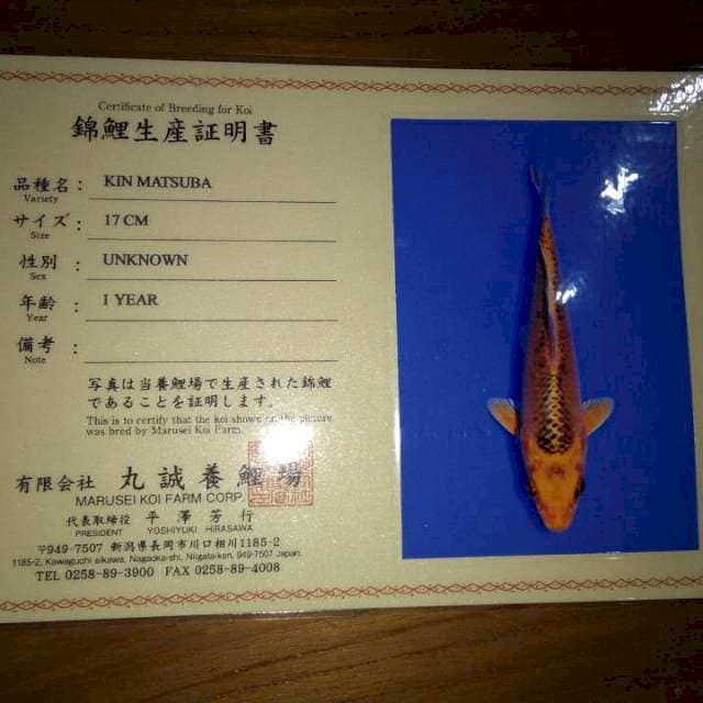 Kin Matsuba 17cm (Marusei). Import dan Sertifikat