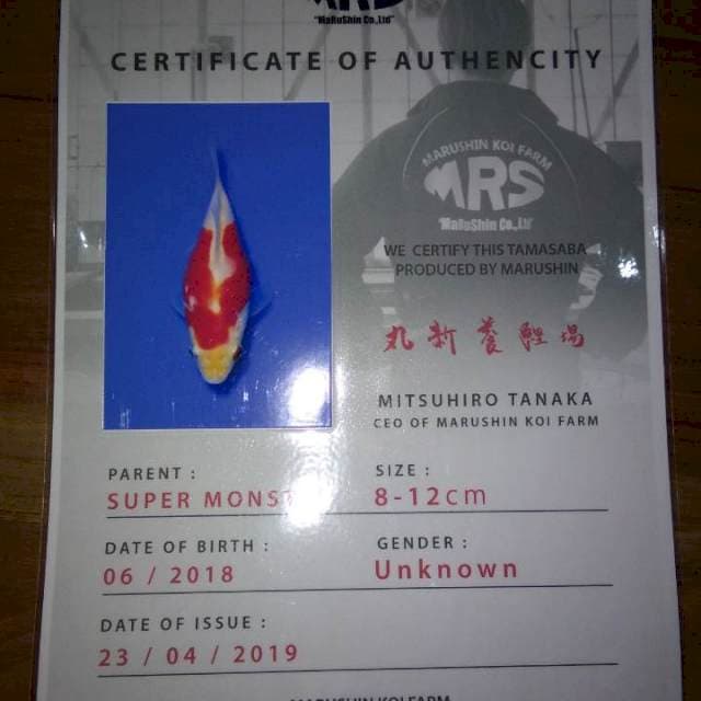 Tamasaba 11cm (Marushin). Import dan Sertifikat