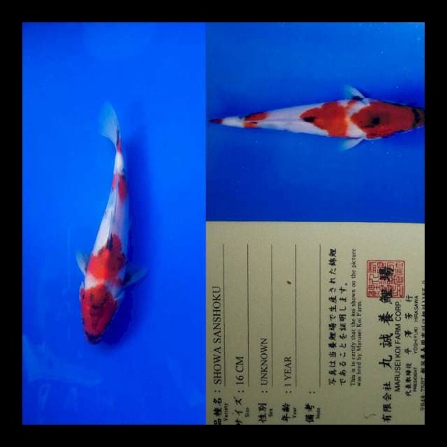 Showa import marusei
