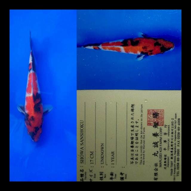 Showa import marusei