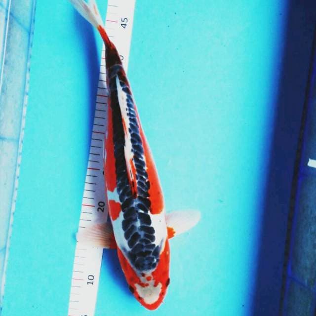 Shusui bulky 43cm