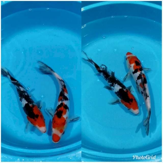 Sanke tajam doitsu
