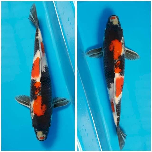 SHOWA 35cm MALE