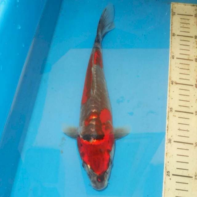 32cm BENI KIKO BAGUS