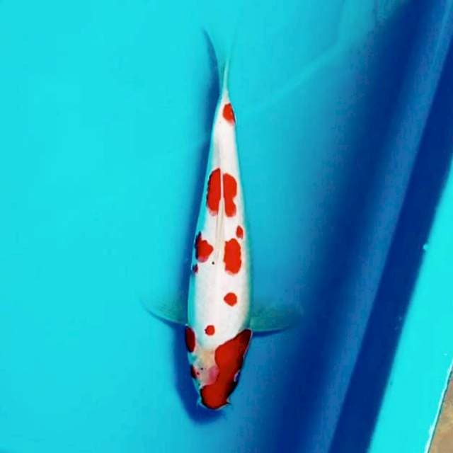 II. Kohaku Sakura #26cm