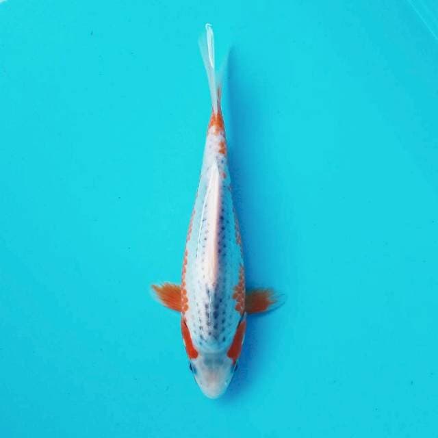 X. Asagi Minimanis #25cm