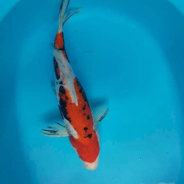 Beni kumon 35cm