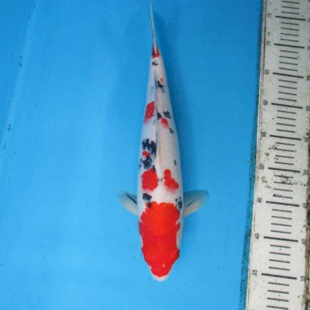 Sansoku35cm