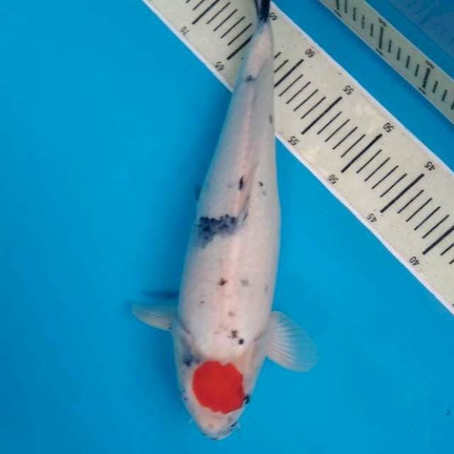Tanco