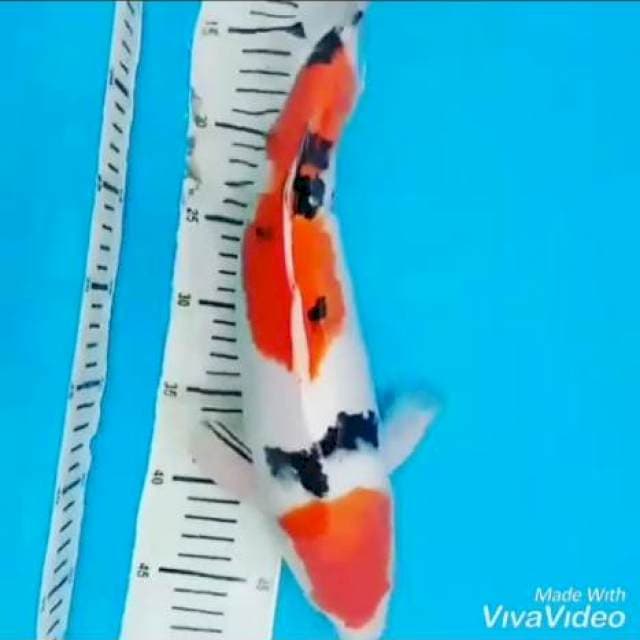 Koleksi Kohaku F1 4 step Ori,Sanke F1 Ori,Kohaku 3 Step Ori
