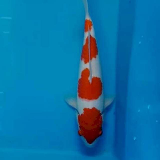 Koleksi Kohaku F1 4 step Ori,Sanke F1 Ori,Kohaku 3 Step Ori