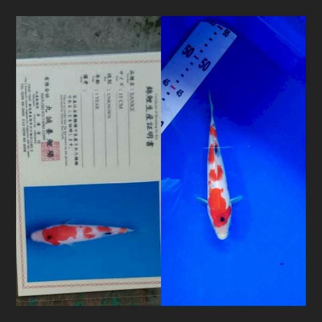 Sanke import marusei