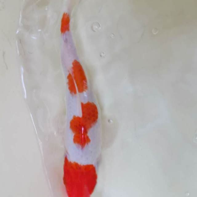 Kohaku 4 Step