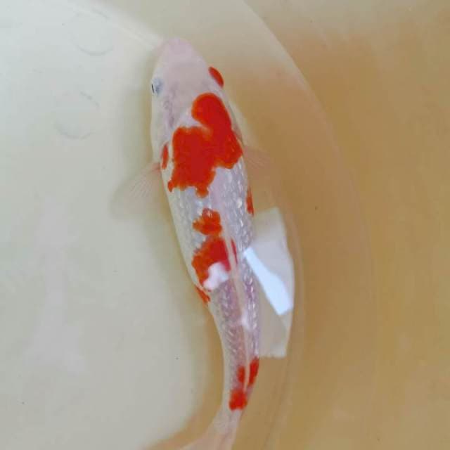 Kohaku Ginrin Half Red Eye