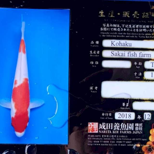 Kohaku import serti