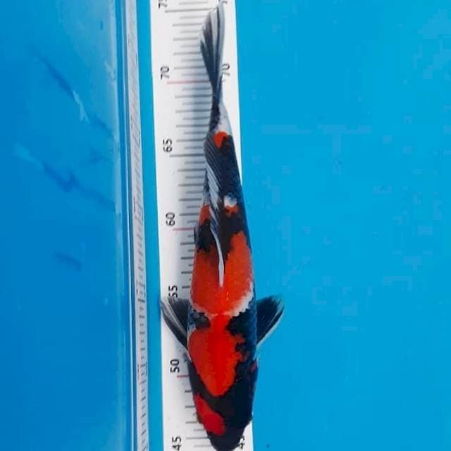 Showa Sanshoku 28cm