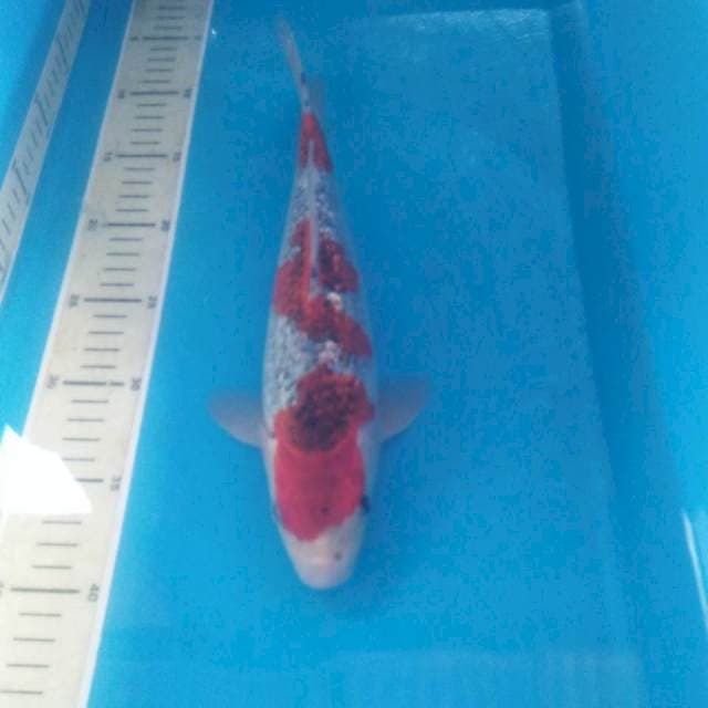 Goshiki Ginrin Jantan 31 cm