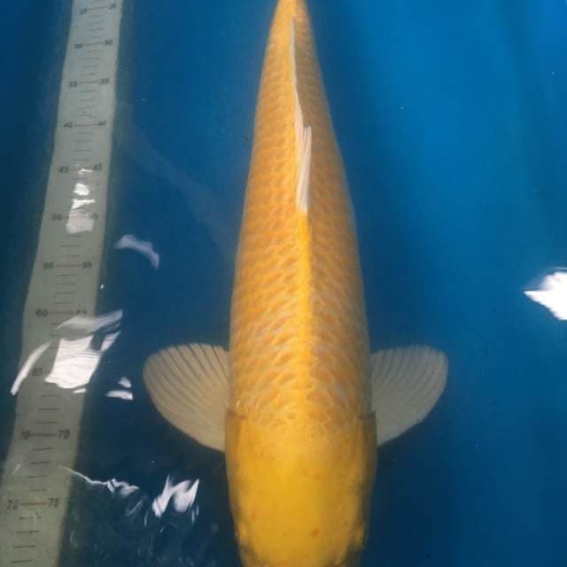 Yamabuki ogon ogata