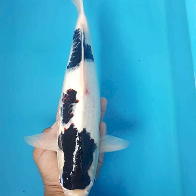 BudoGoromo Quality 40cm