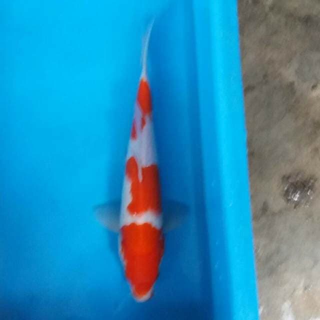 Kohaku