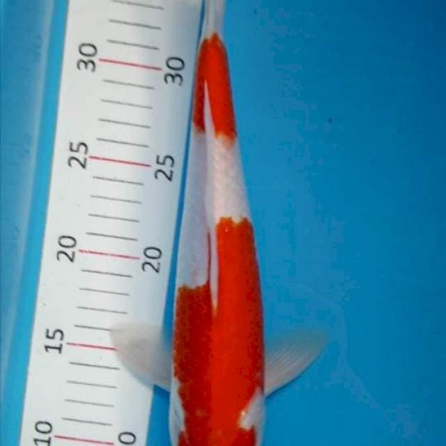 Kohaku