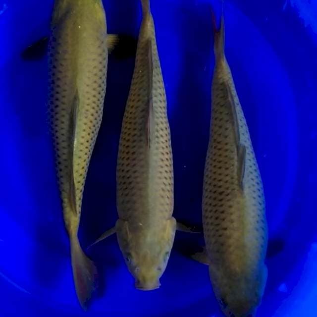 Caghoi 38 cm ( 3 ekor )