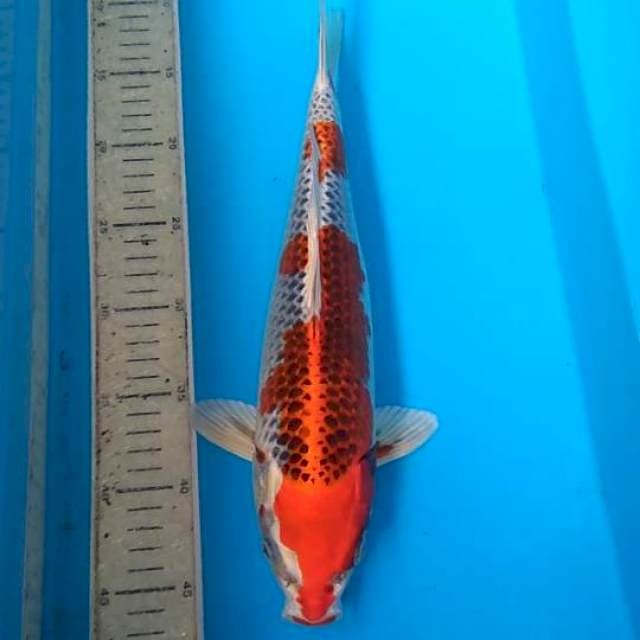 Kojaku 37cm