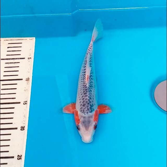Asagi local strong 27cm