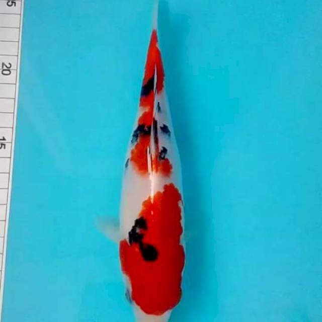 Sanke 24 cm